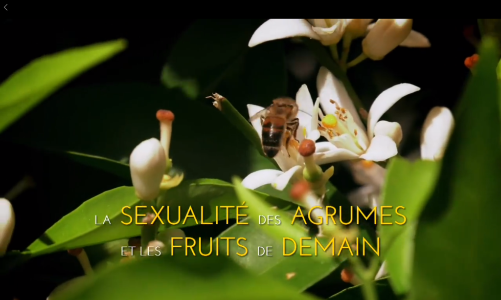 La sexualité des agrumes et les fruits de demain